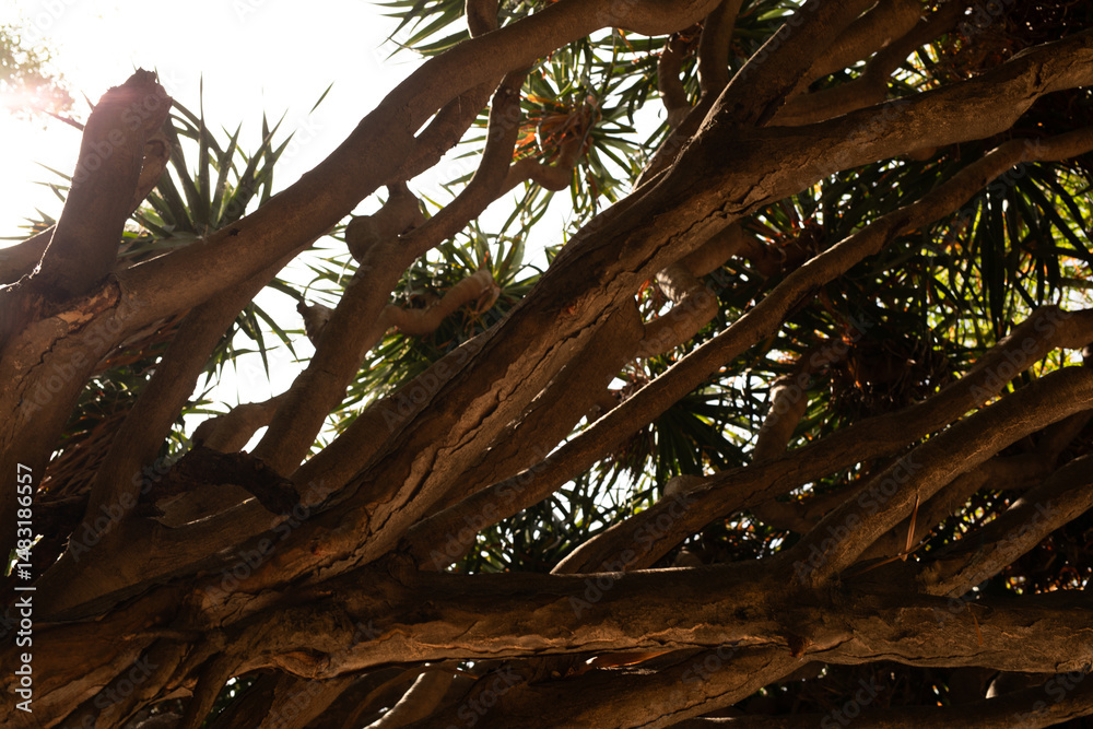 Poster sunlit scene of a tree's complex network of branches and leaves. ideal for nature, botany, or enviro
