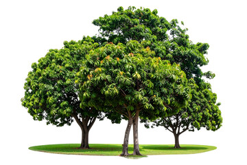 Obraz premium Three Realistic photograph of a large mango tree in the park, transparent background