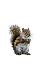 Obraz premium Adorable squirrel poses while snacking