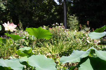 Beautiful pink lotus flower blossoms surrounded by vibrant green foliage and other flowers in a tranquil garden.