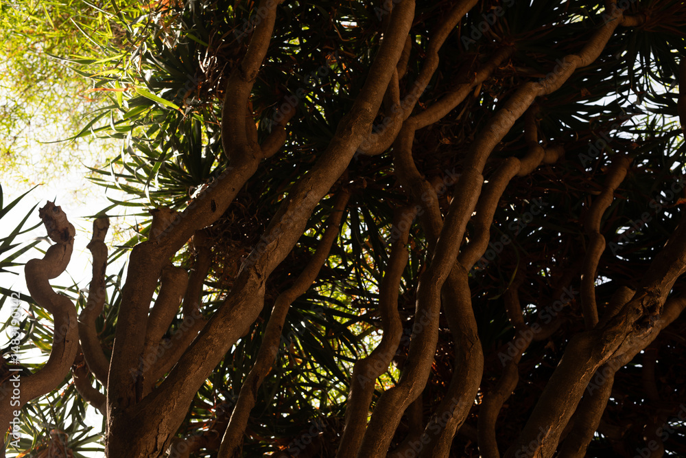 Poster close-up view of the complex, interwoven branches of a tropical tree, bathed in sunlight.