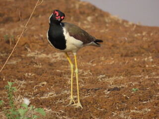 Red wattled Lapwing