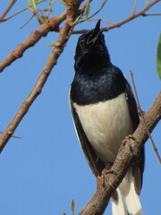 oriental magpie robin