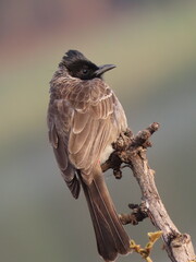 Wild bull bull bird taking sunbath