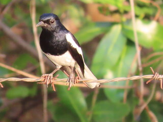 oriental magpie robin