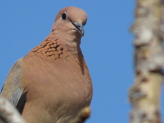 Black collared imperail dove sitting on a branch 