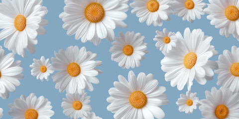 White daisy flowers with orange centers on soft blue background
