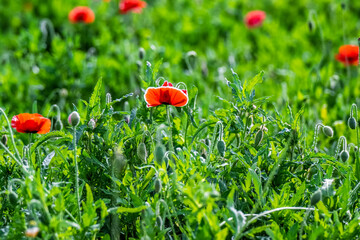 Corn Poppy