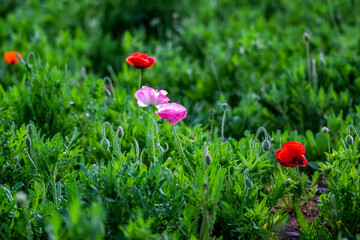 Corn Poppy