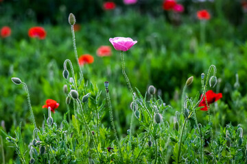 Corn Poppy