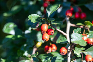 Close-up of bright red rose hips on hawthorn
