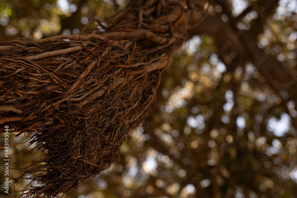 Poster close-up of intertwined tree roots, showing texture and detail against a blurred background.