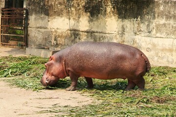 Hippopotamus Eating Grass at the Zoo on a Sunny Day