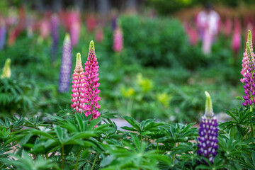 Lupine