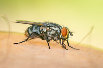 Fototapeta premium Sarcophagidae fly resting on my knee on a summer afternoon with blurred background
