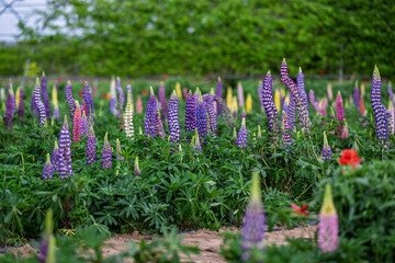 Lupine