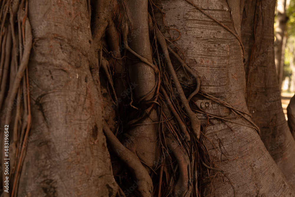 Poster close-up of intricate tree roots, showing texture and age. perfect for nature, environmental, and bo