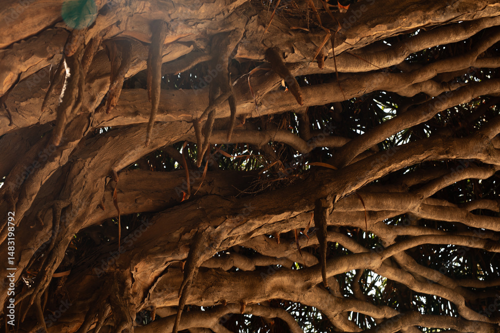 Poster Close-up of a tree's complex root system, showcasing the intricate network of branches and textures.