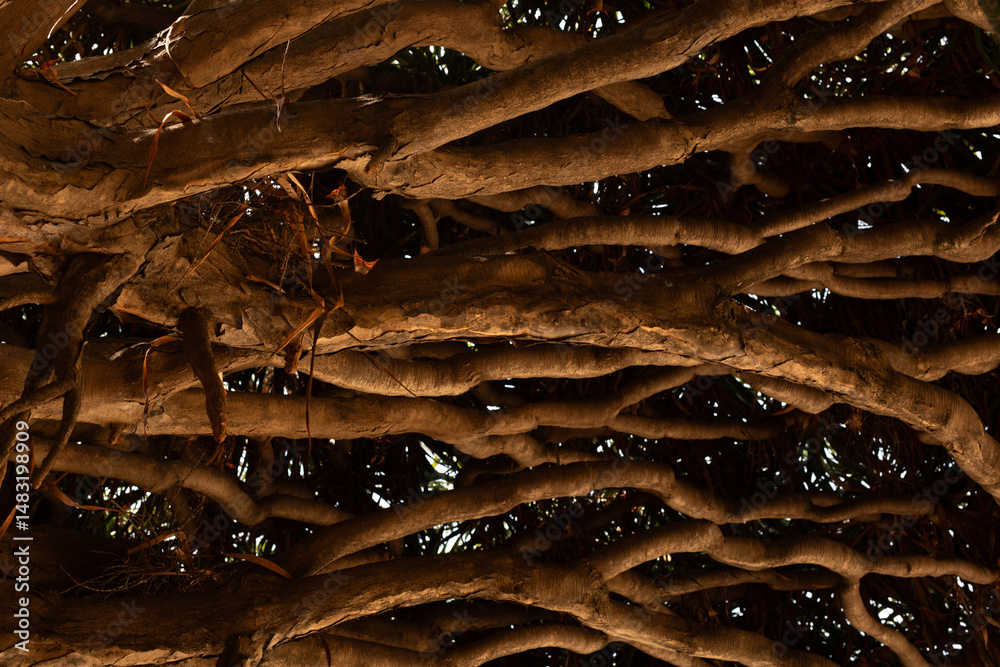 Poster Close-up view of interwoven tree branches and roots, creating a textured natural pattern.