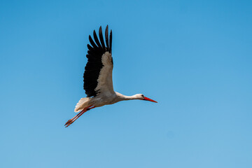 stork on the roof flying animal avian
