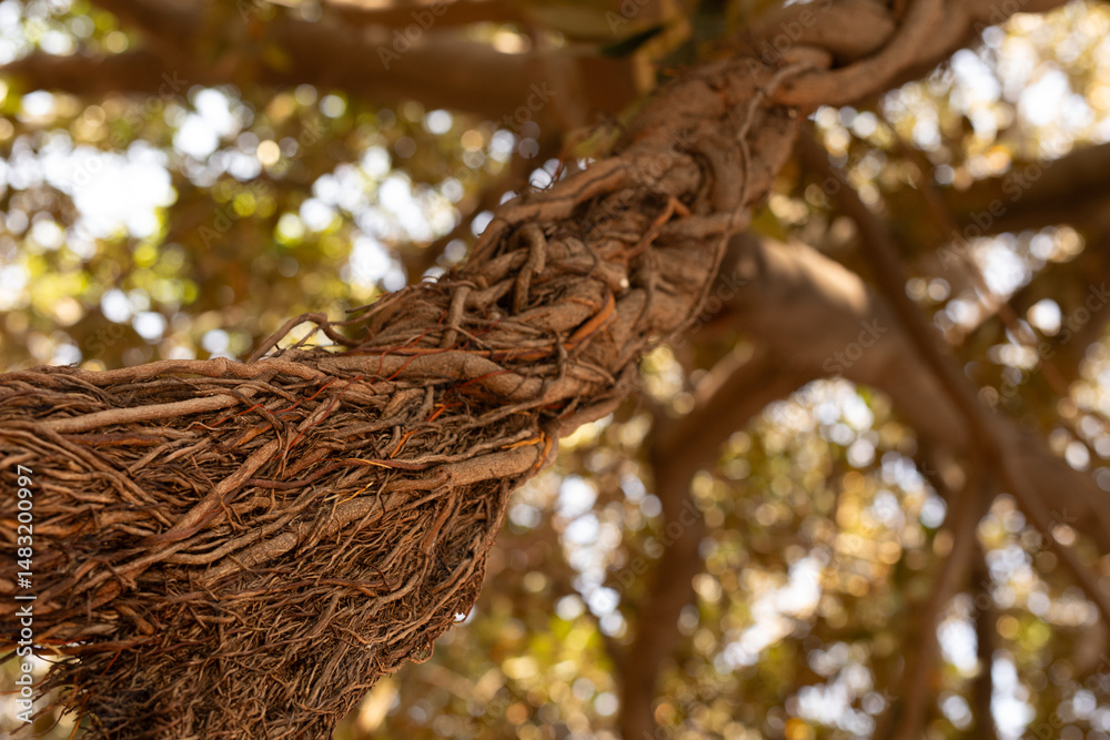 Poster Detailed image of intertwined tree roots, showcasing nature's intricate textures and patterns.