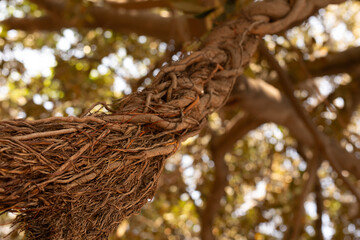 Detailed image of intertwined tree roots, showcasing nature's intricate textures and patterns.
