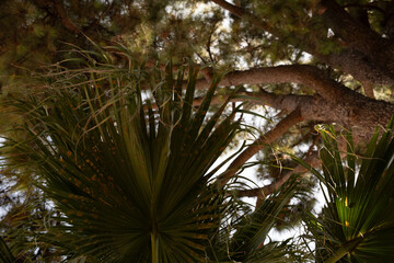 Obraz premium Low angle view of palm fronds and tall pine trees against a bright sky.
