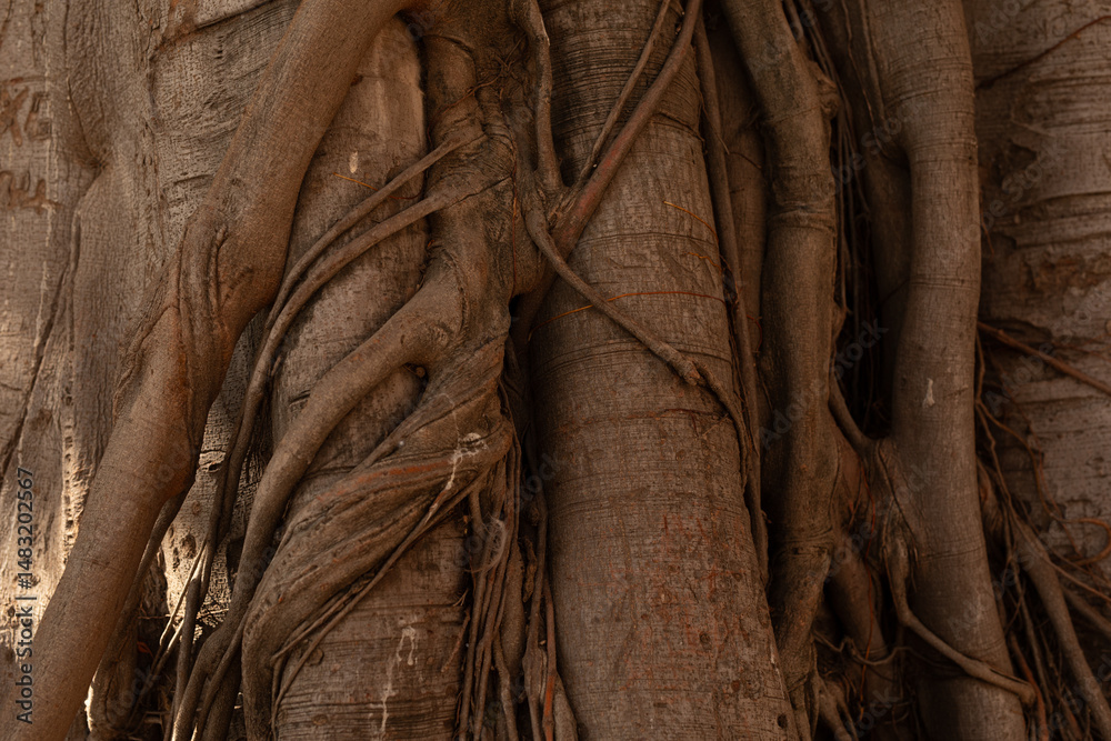 Poster Close-up of a tree trunk showing complex root system and textured bark. Perfect for nature backgrounds.