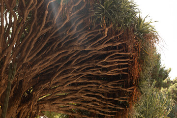 Close-up of a tree's complex root system, showcasing its unique texture and the vibrant green foliage.