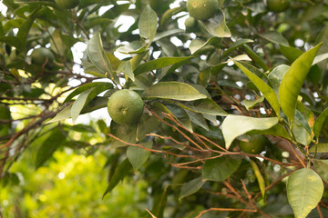 Close-up of green oranges growing on a tree.  Fresh citrus fruits in natural sunlight.