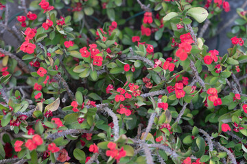 Stunning close-up of a crown of thorns plant showcasing its bright red blossoms. Perfect for nature, garden, and botany themes.