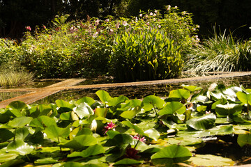 Picturesque garden scene featuring a tranquil pond, vibrant water lilies, and blooming flowers. Perfect for nature, serenity, and garden themes.