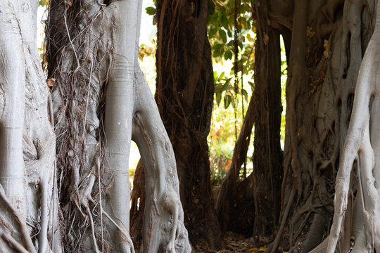 Majestic banyan tree with exposed roots, bathed in sunlight.  Perfect for nature, botany, and travel themes.