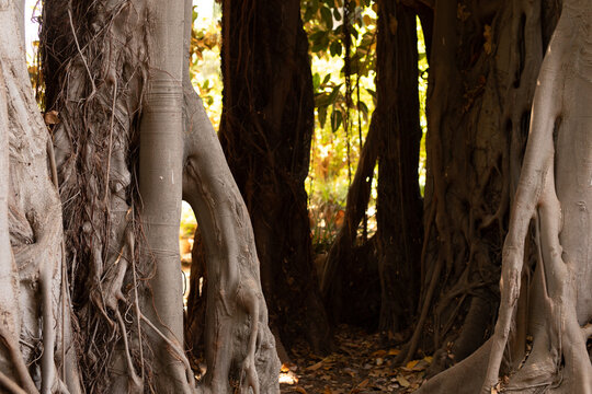 Mystical pathway through massive banyan tree roots. Nature's hidden secret.