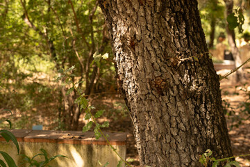 Detailed texture of tree bark in a sun-dappled forest setting. Perfect for nature, environment, and botany themes.