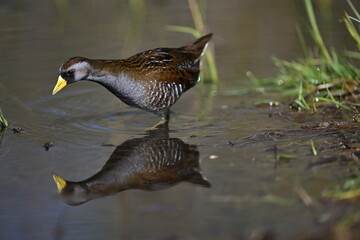 Fototapeta premium Sora in water, Sora in a pond, spring, nature, wildlife
