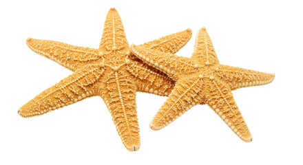 Isolated Two Starfish on White Background for Beach Decoration