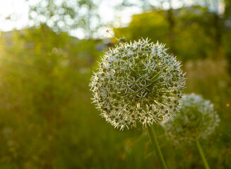 White Allium Flower in Bloom, Close Up with Blurred Natural Background
