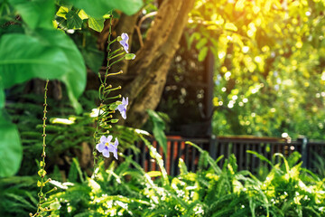 Beautiful purple Thunbergia grandiflora flowers in garden. Common names include Bengal clock vine, Bengal trumpet, Blue skyflower, Blue thunbergia, Blue trumpet vine, Clock vine, Skyflower, Skyvine.