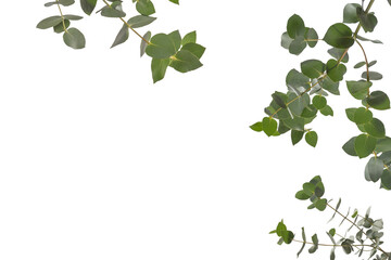 Obraz premium Eucalyptus sprig isolated on a white background.