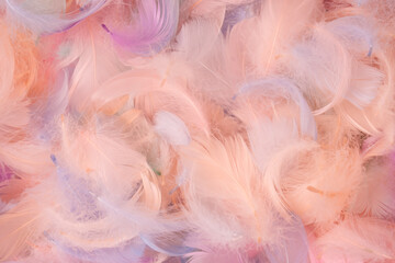 Colorful feather background, top view.