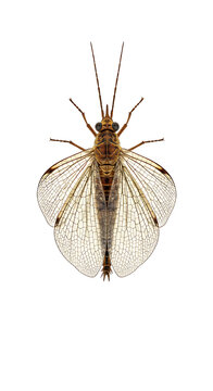 Brown lacewing insect displaying intricate wing patterns