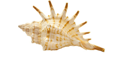 Isolated Detailed Seashell with Spiked Protrusions
