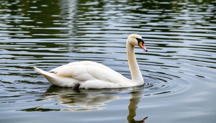 in the tranquil setting of a lake, a majestic white swan gracefully glides across the water