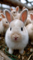 A group of white rabbits sitting in a pen