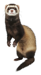 Fototapeta premium Curious ferret standing upright furry friend