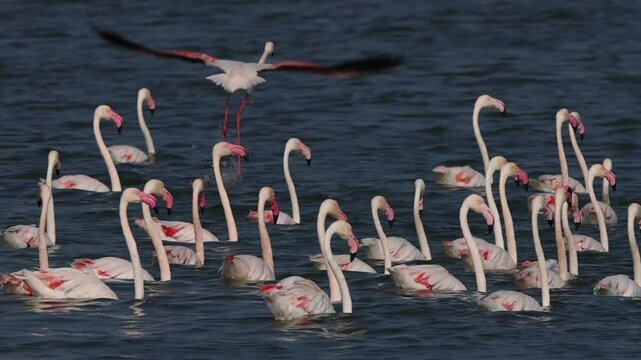 Greater Flamingos takeoff in the morning hours at Eker creek, bahrain