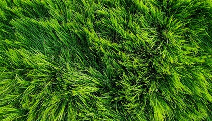 Grama verde e vivida