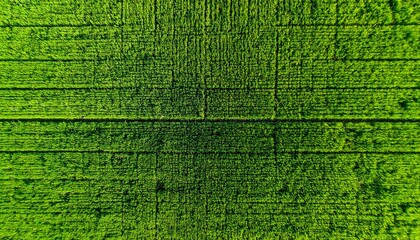 Grama verde e vivida