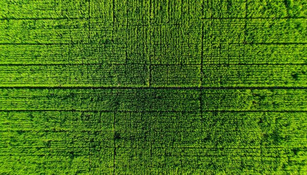 Grama verde e vivida